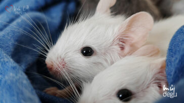 Osmák Degu - Vrh L3