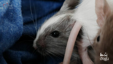 Osmák Degu - Vrh L3