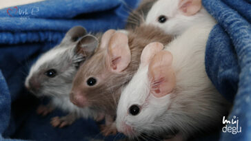 Osmák Degu - Vrh L3