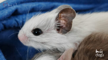 Osmák Degu - Vrh L3