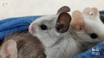 Osmák Degu - Vrh L3