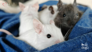 Osmák Degu - Vrh L3