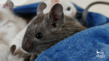 Osmák Degu - Vrh L3