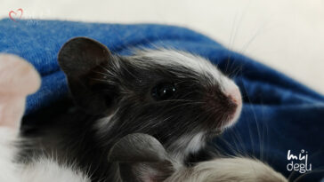 Osmák Degu - Vrh L3