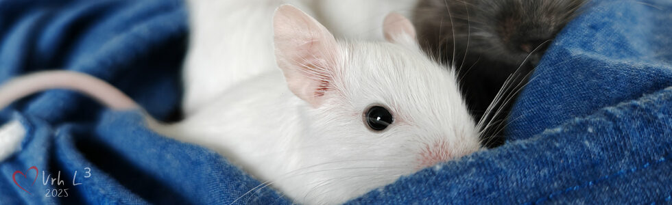 Osmák Degu - Vrh L3