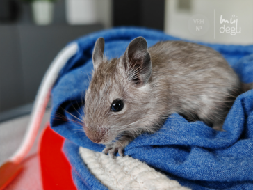 Naira - Osmák degu