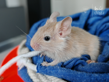 Nea - Osmák degu