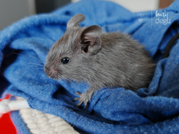 Neli - Osmák degu