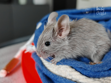 Nika - Osmák degu