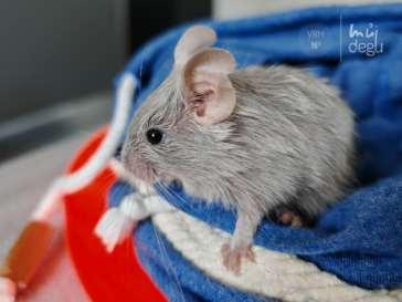 Noriko - Osmák degu