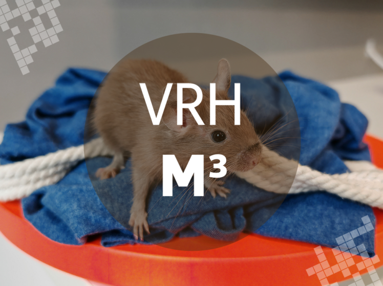Osmák Degu - Vrh M3