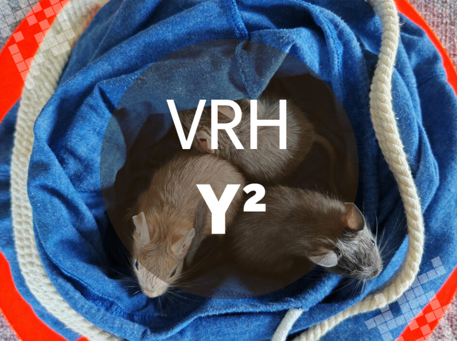 Vrh Y2 - Osmák degu