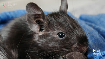 Osmák degu Vrh B³