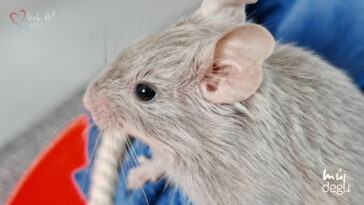 Osmák degu Vrh A³