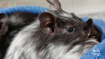 Osmák degu Vrh B³