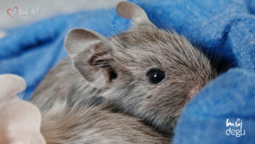 Osmák degu Vrh A³