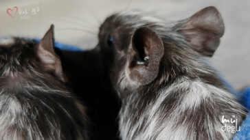 Osmák degu Vrh B³
