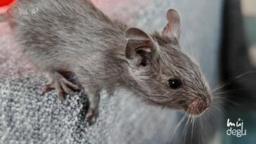 Osmák degu Vrh A³