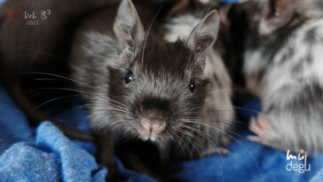 Osmák degu Vrh B³