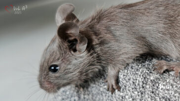 Osmák degu Vrh A³