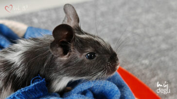 Osmák degu Vrh B³