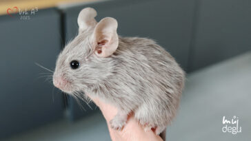Osmák degu Vrh A³