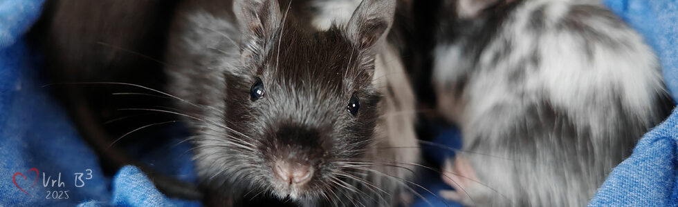 Osmák degu Vrh B³