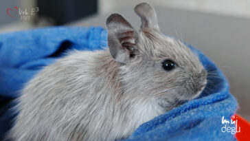 Osmák Degu - Vrh E3
