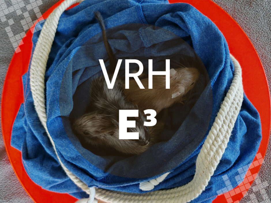 Osmák Degu - Vrh E3