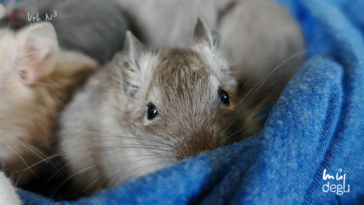 Vrh N3 - Osmák degu