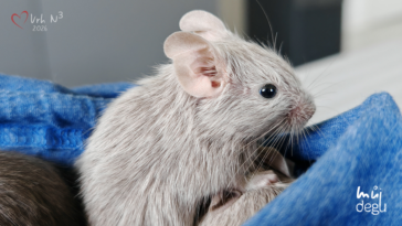 Vrh N3 - Osmák degu