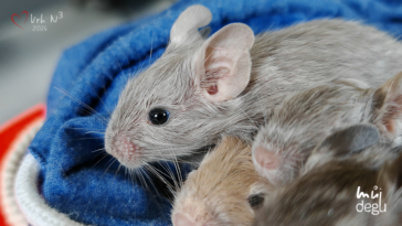 Vrh N3 - Osmák degu