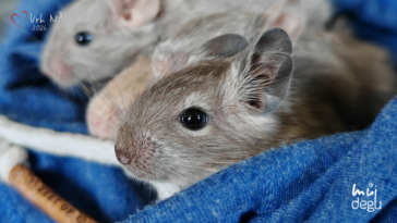 Vrh N3 - Osmák degu