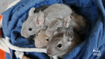 Vrh N3 - Osmák degu