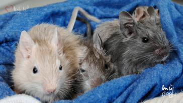 Vrh N3 - Osmák degu