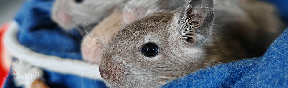 Vrh N3 - Osmák degu