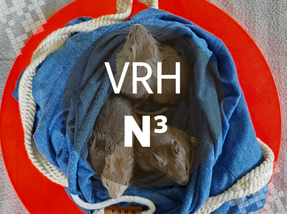 Vrh N3 - Osmák degu