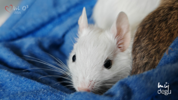 Vrh Q3 - Osmák degu