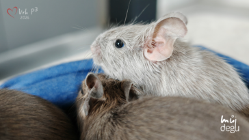 Vrh P3 - Osmák degu