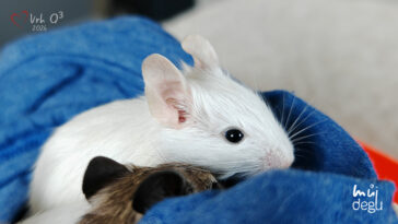 Vrh Q3 - Osmák degu