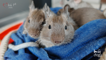 Vrh P3 - Osmák degu