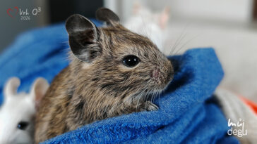Vrh Q3 - Osmák degu