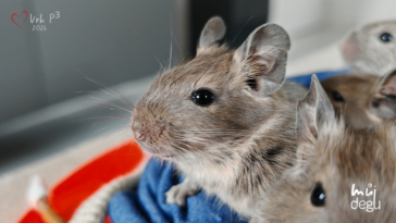 Vrh P3 - Osmák degu