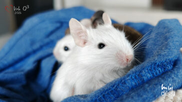 Vrh Q3 - Osmák degu