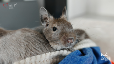 Vrh P3 - Osmák degu