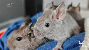Vrh P3 - Osmák degu