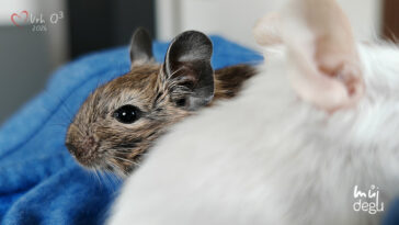 Vrh Q3 - Osmák degu