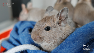Vrh P3 - Osmák degu
