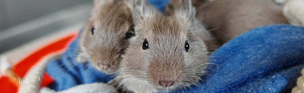 Vrh P3 - Osmák degu