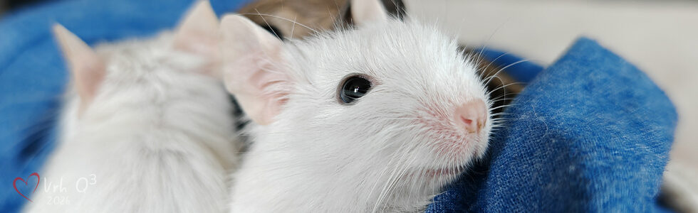 Vrh Q3 - Osmák degu